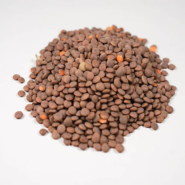 送料無料　れんず豆　業務用　レンズ豆　オーガニック　有機レンズ豆（皮付き）11.33kg　アリサン　オーガニックラボ